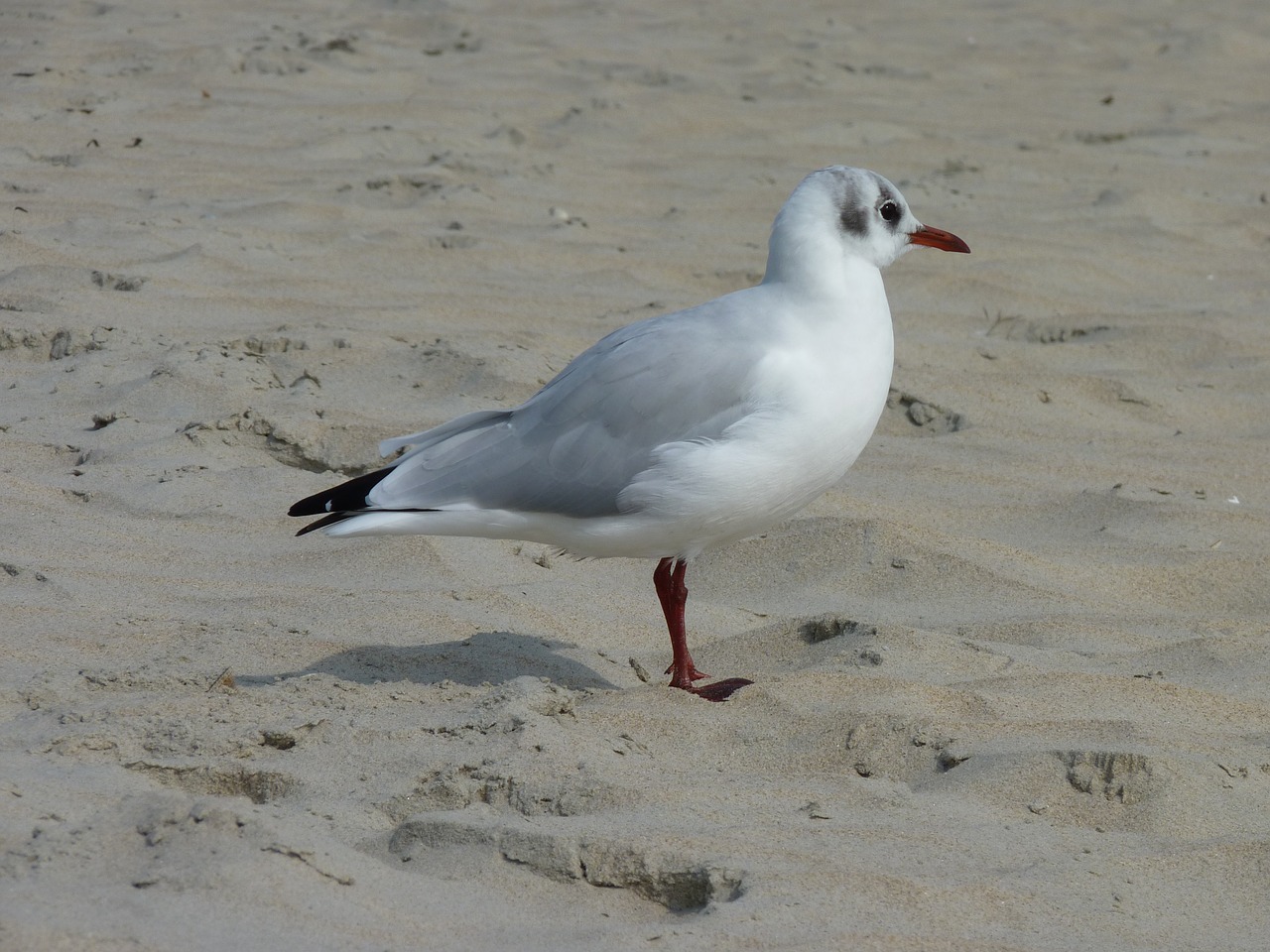 seagull beach sand free photo