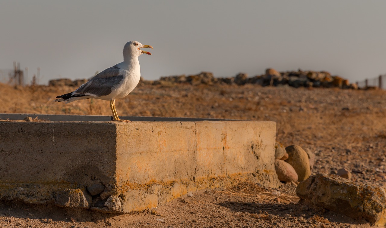 seagull italy animal free photo