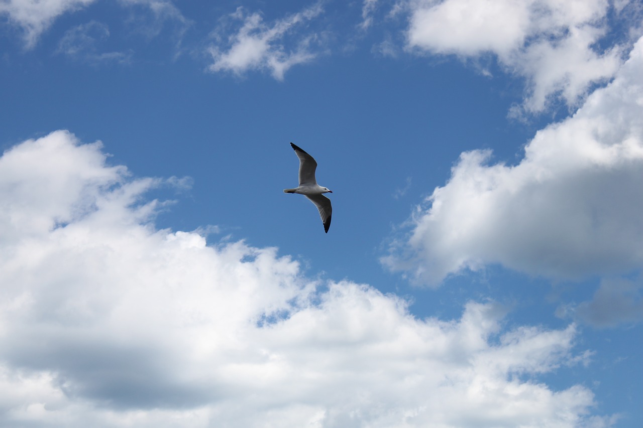 seagull sky free free photo