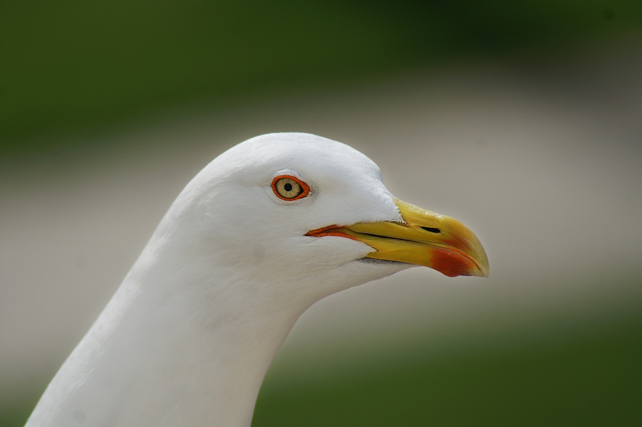 seagull sea bird free photo