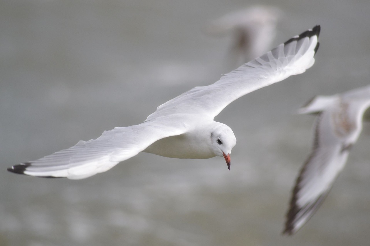 seagull water seevogel free photo