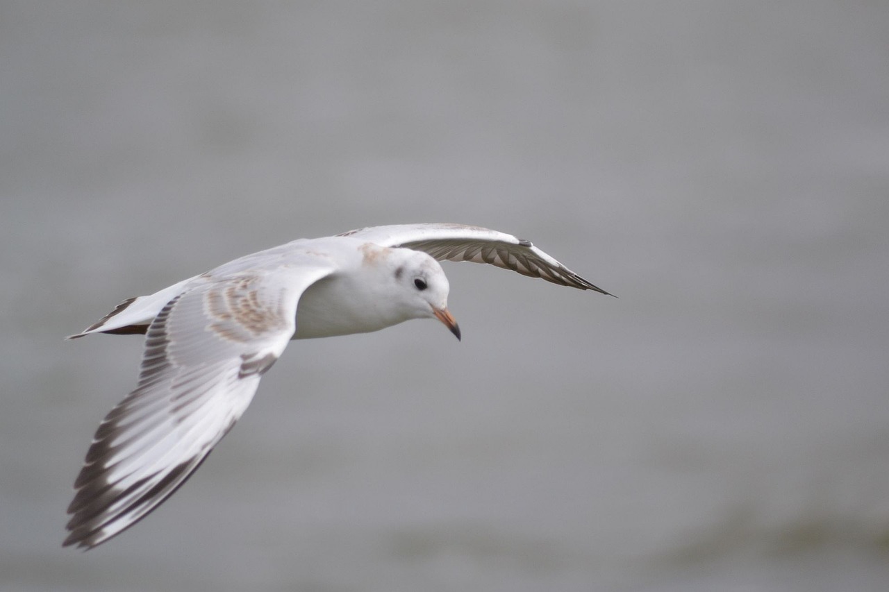 seagull water seevogel free photo