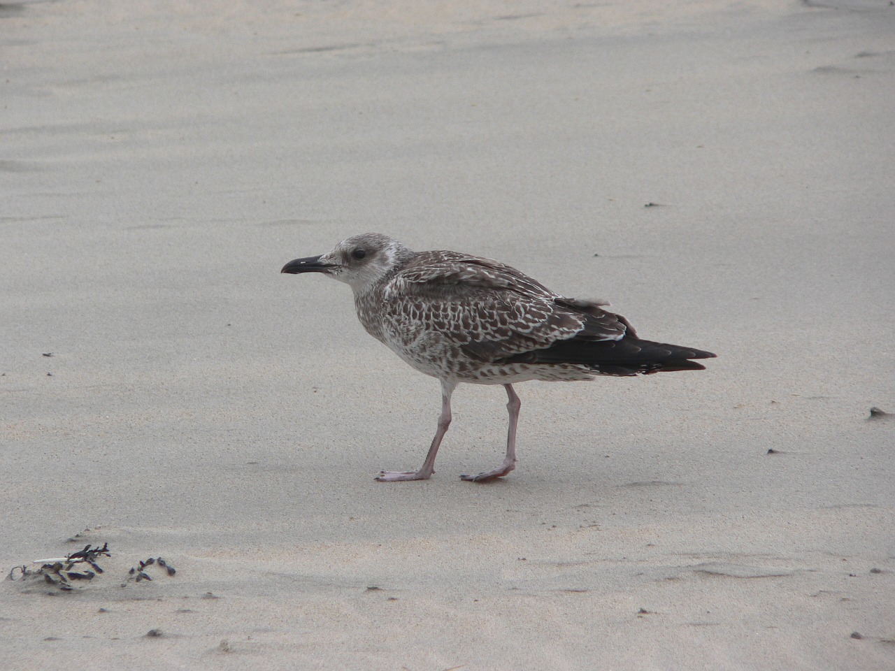 seagull young bird seevogel free photo