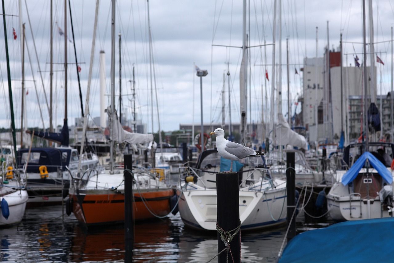 seagull sailing boats port free photo