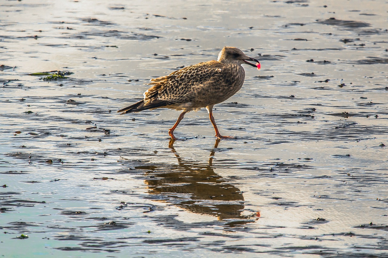 seagull birds nature free photo