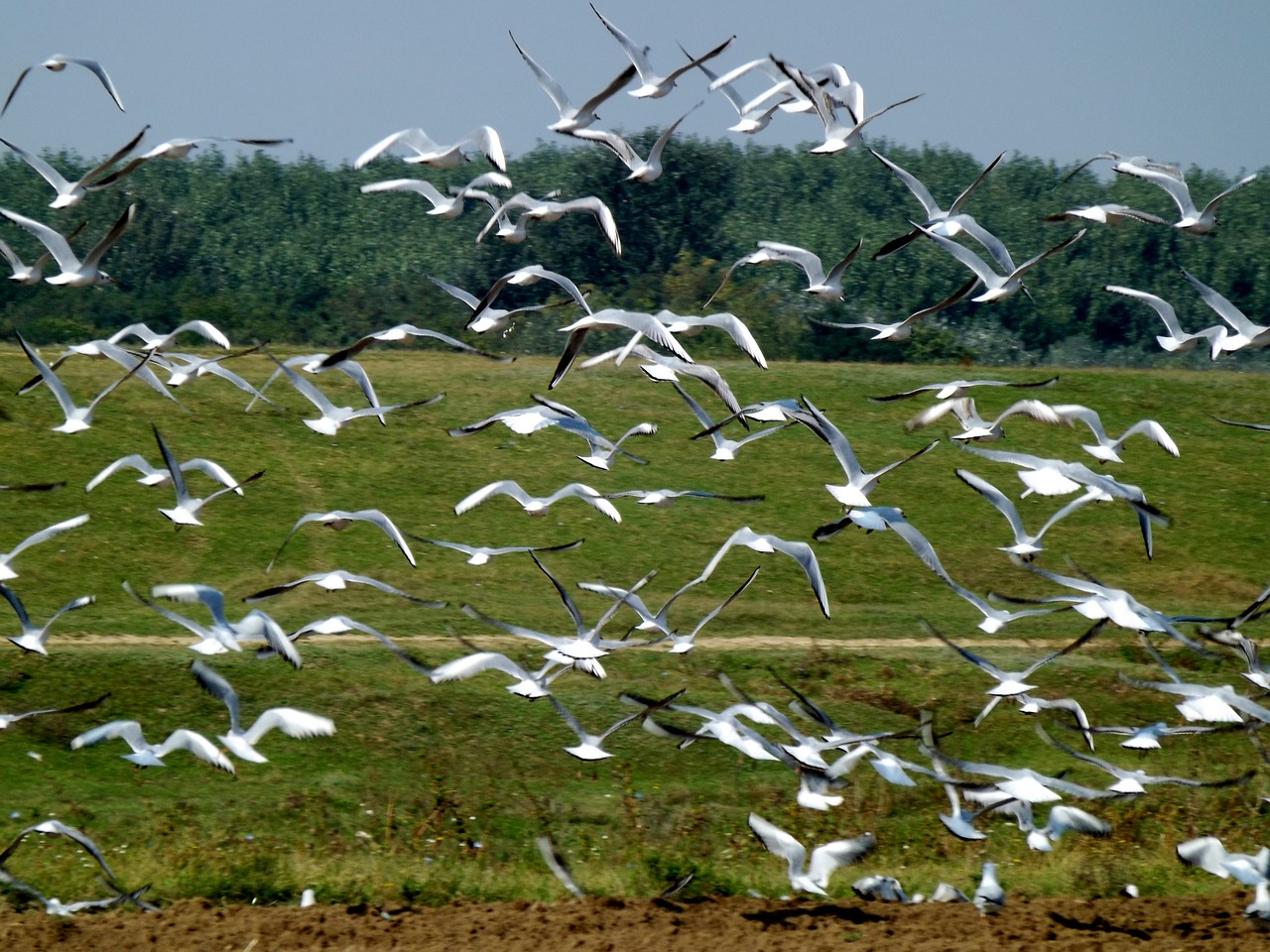 seagull birds flight free photo