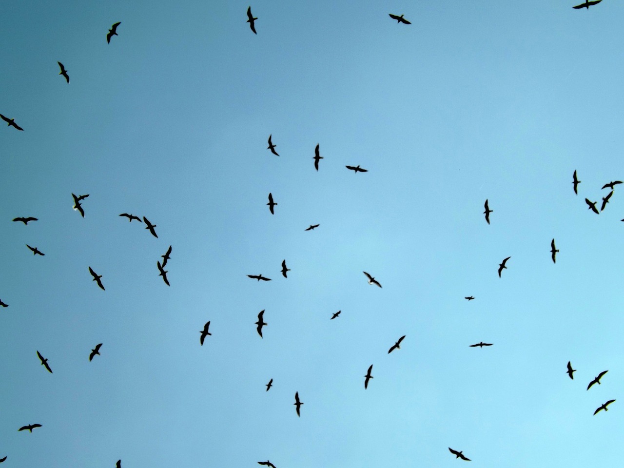 seagull birds flight free photo