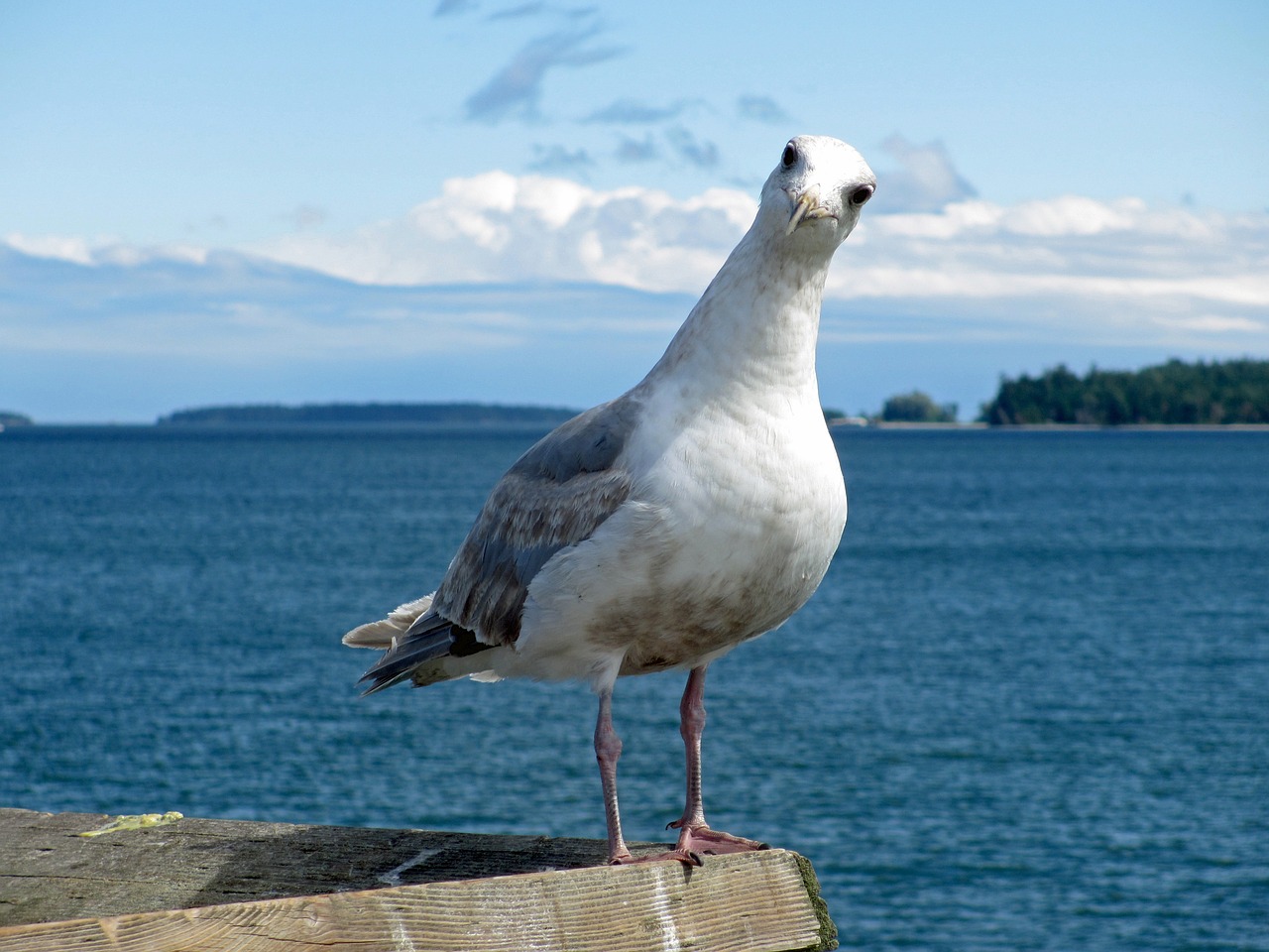 seagull ocean bird free photo