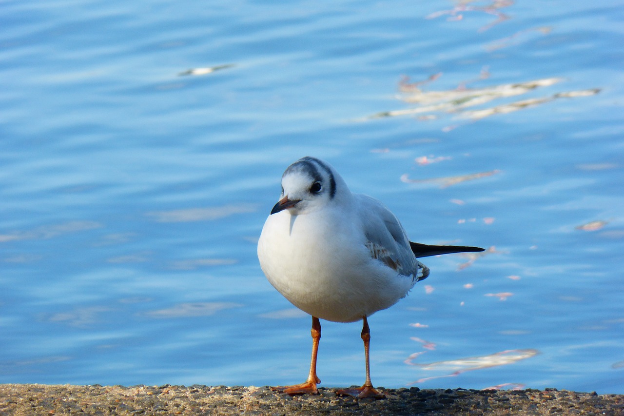 seagull birds water free photo