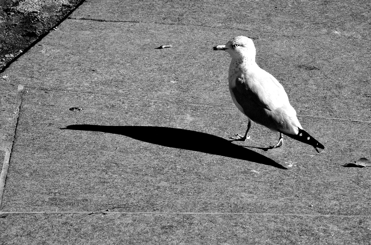 seagull bird gull free photo