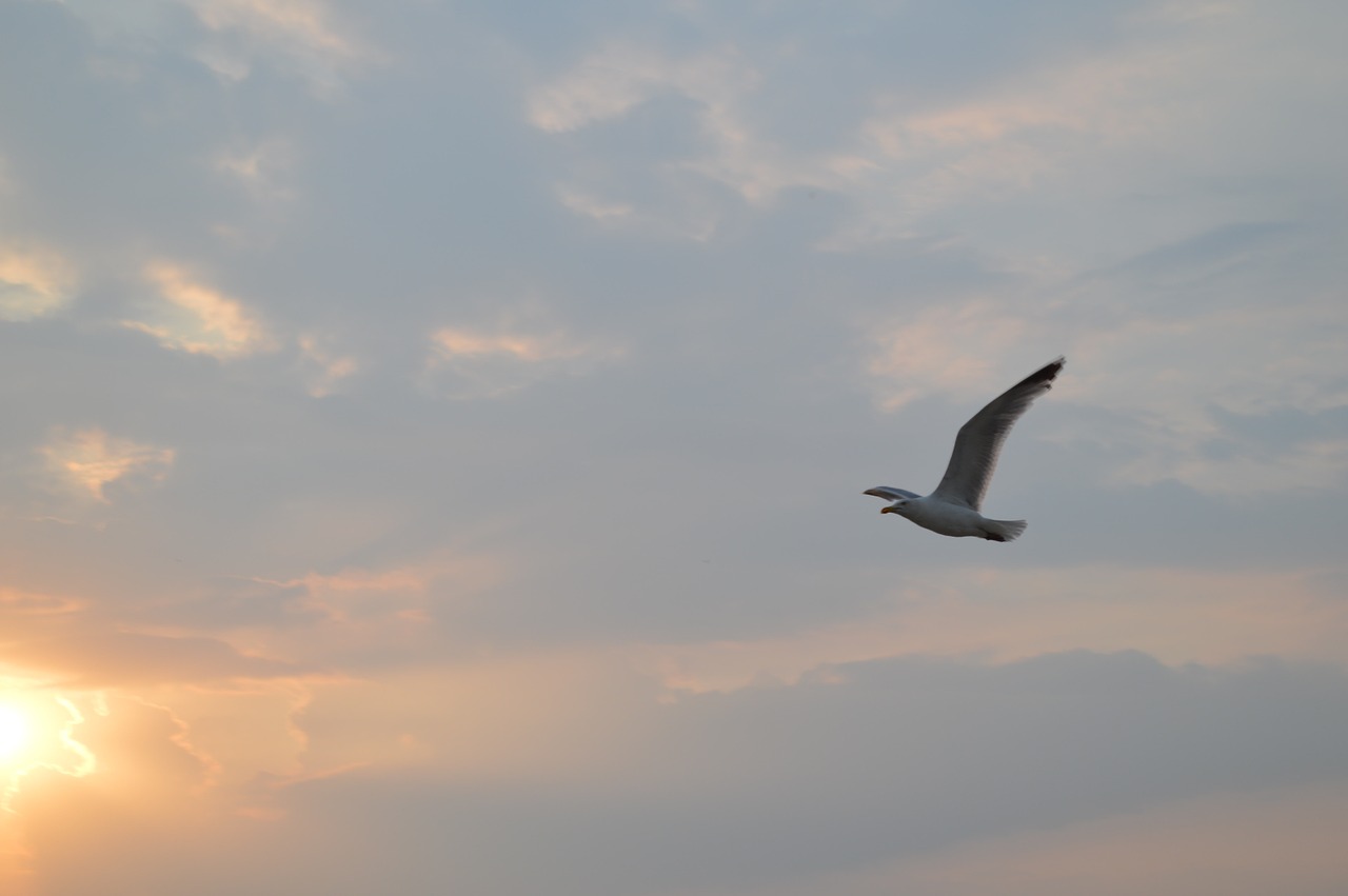 seagull sky sunset free photo