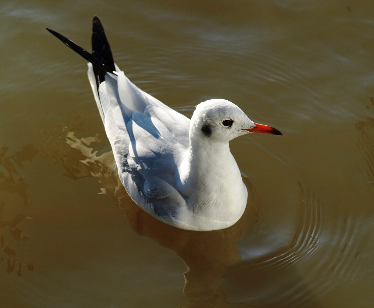 seagull water bird free photo