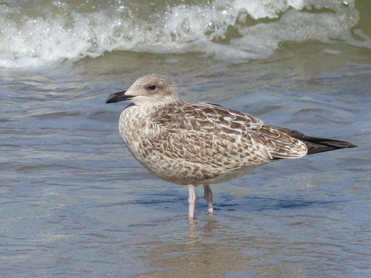 seagull water sea free photo