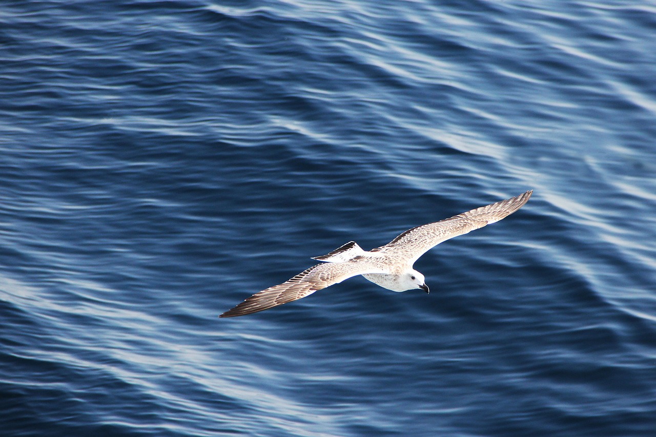 seagull flight sea free photo