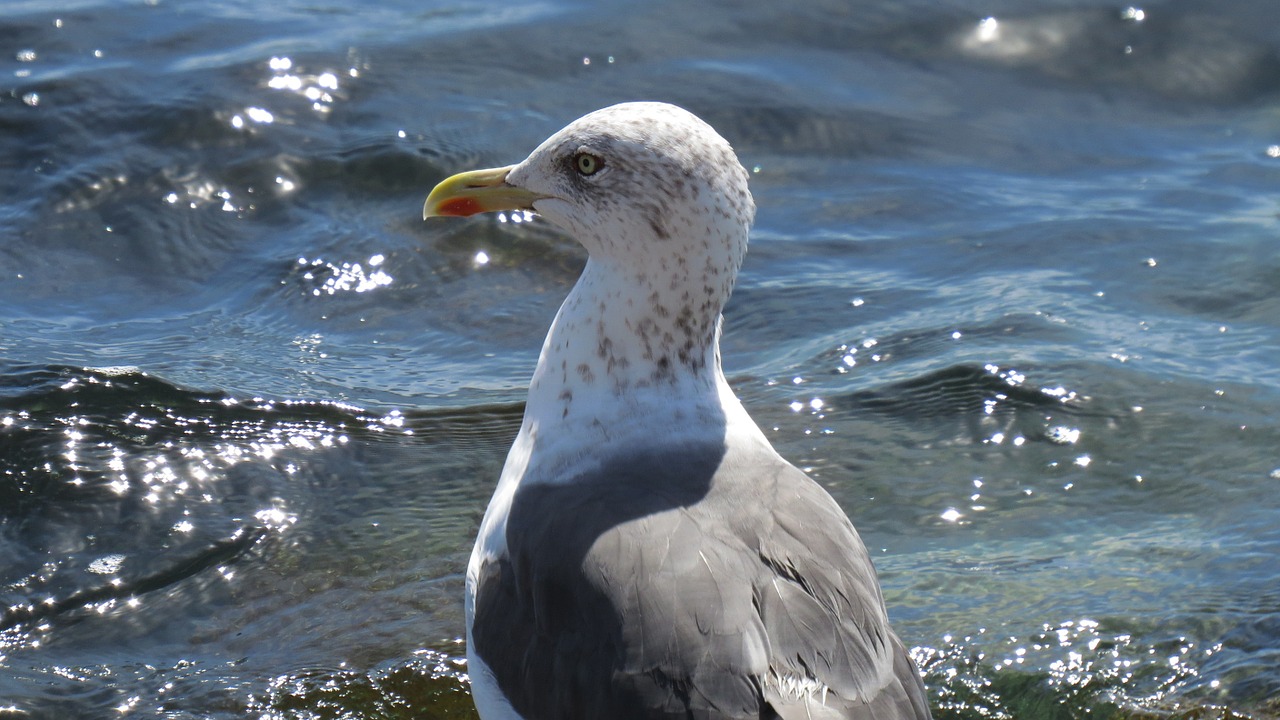 seagull mar ocean free photo
