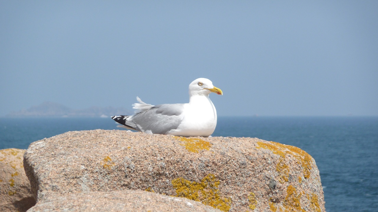 seagull rock seaside free photo