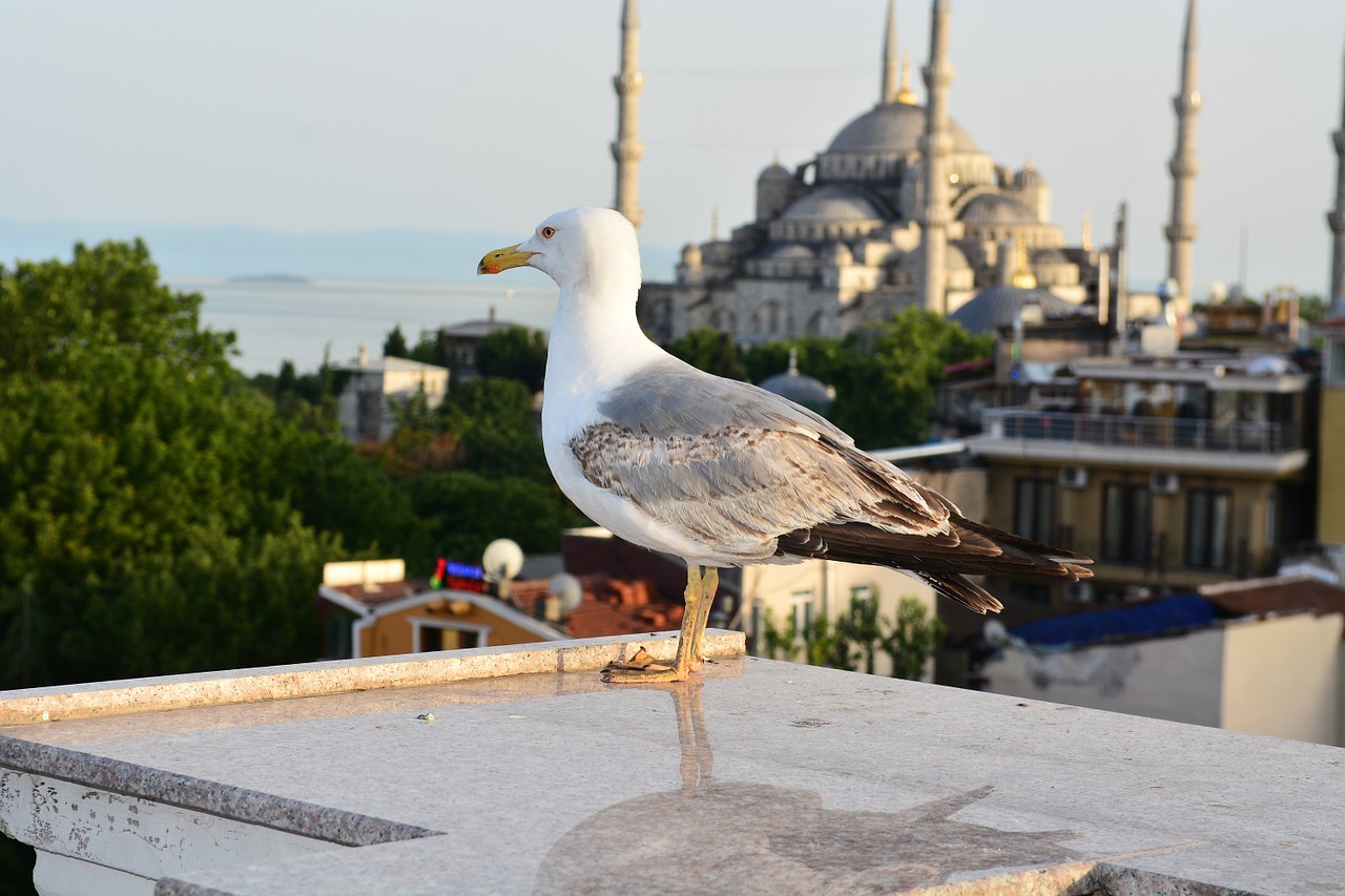 seagull blue mosque istanbul free photo