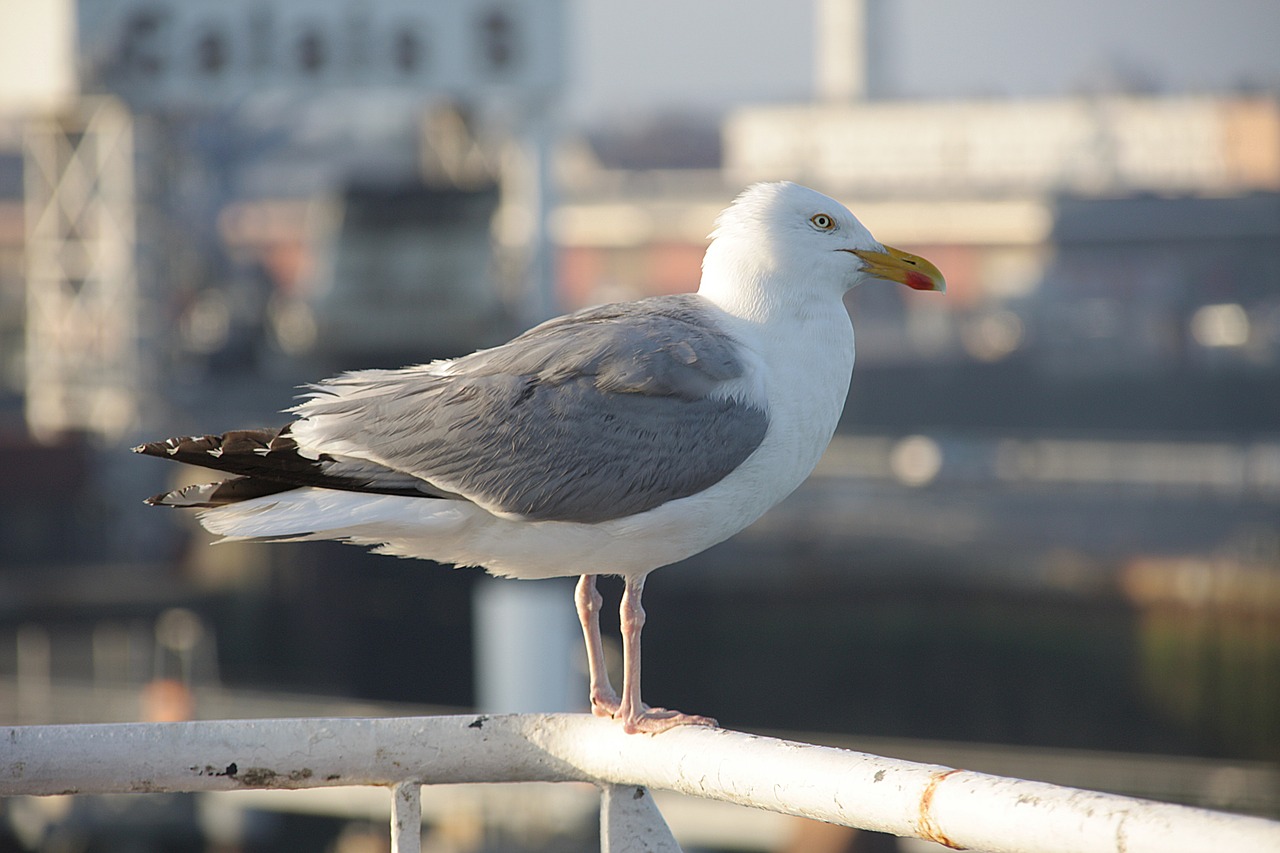 seagull port calais free photo