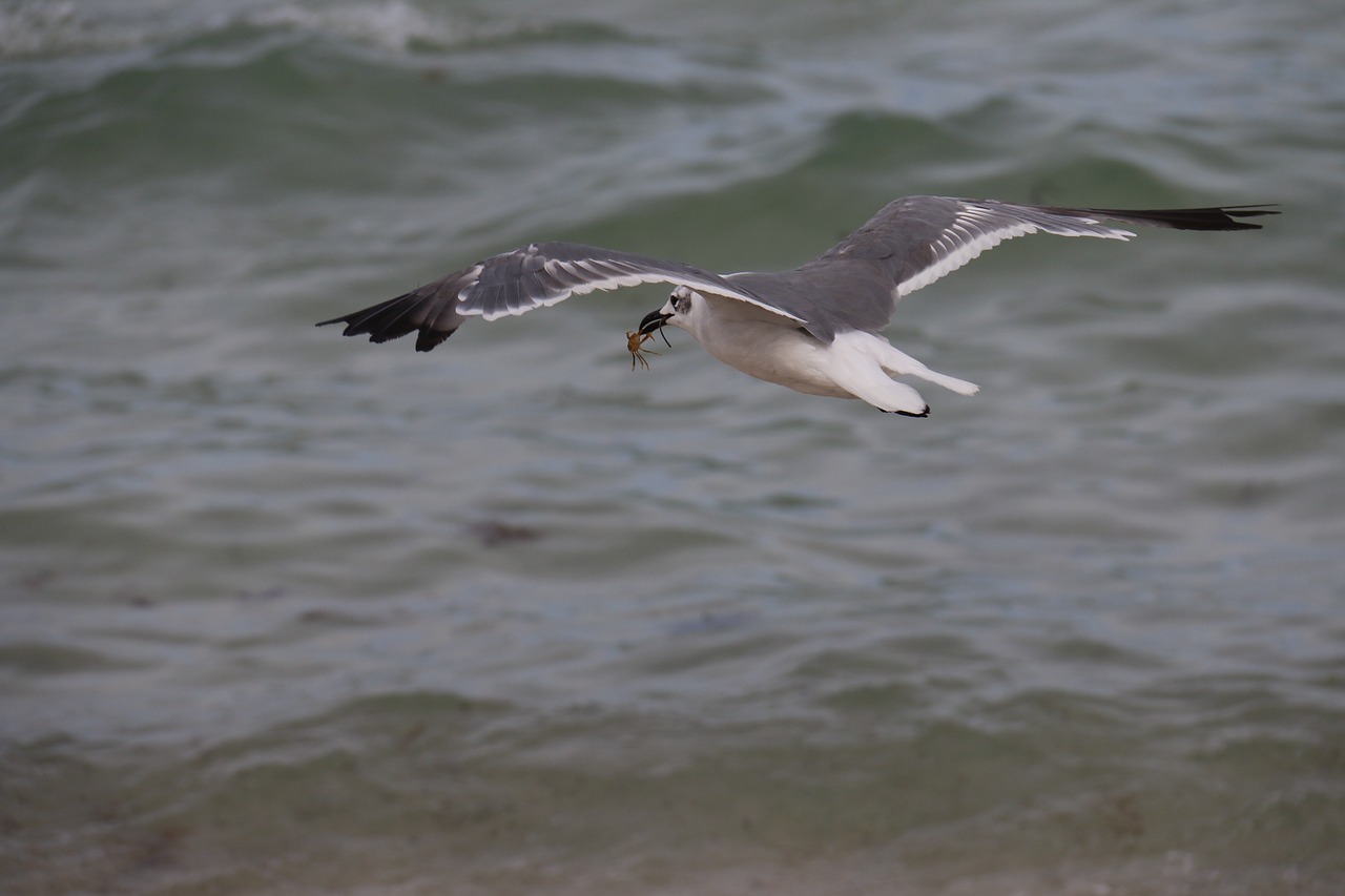 seagull mar seagul free photo