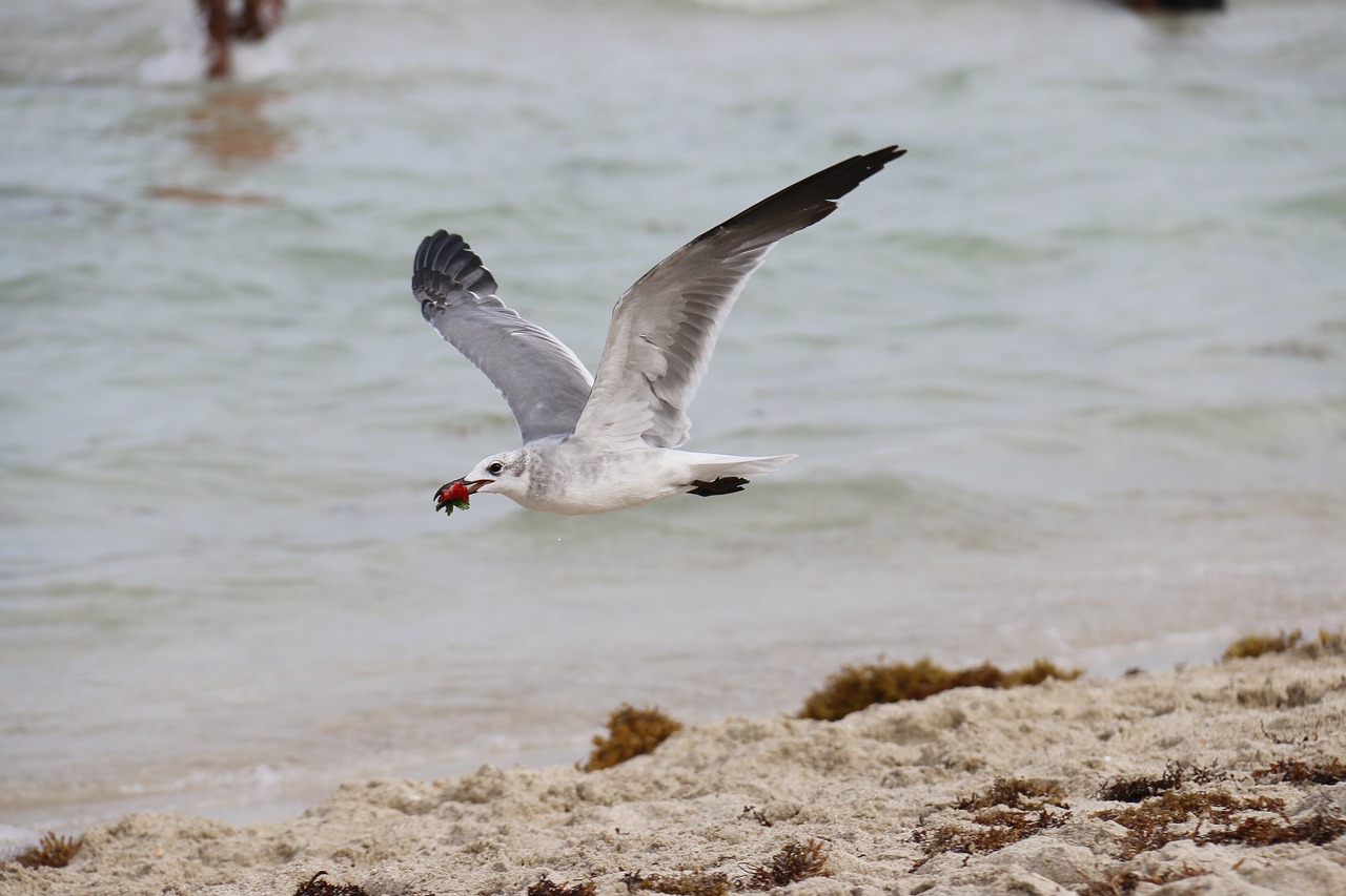 seagull strawberry mar free photo