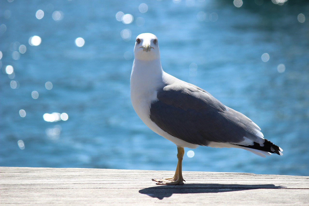 seagull blue bird free photo