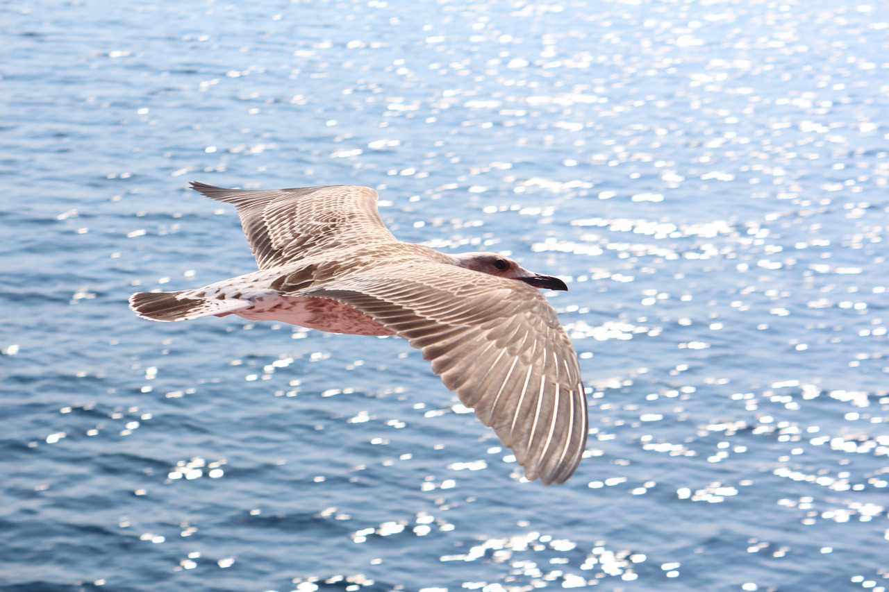 seagull greece sea free photo