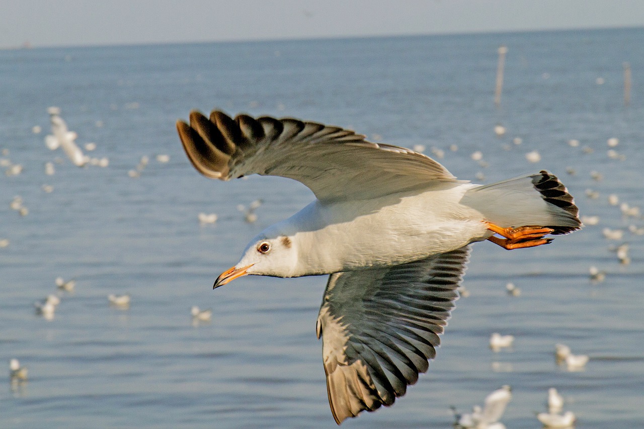 birds seagull pu free photo