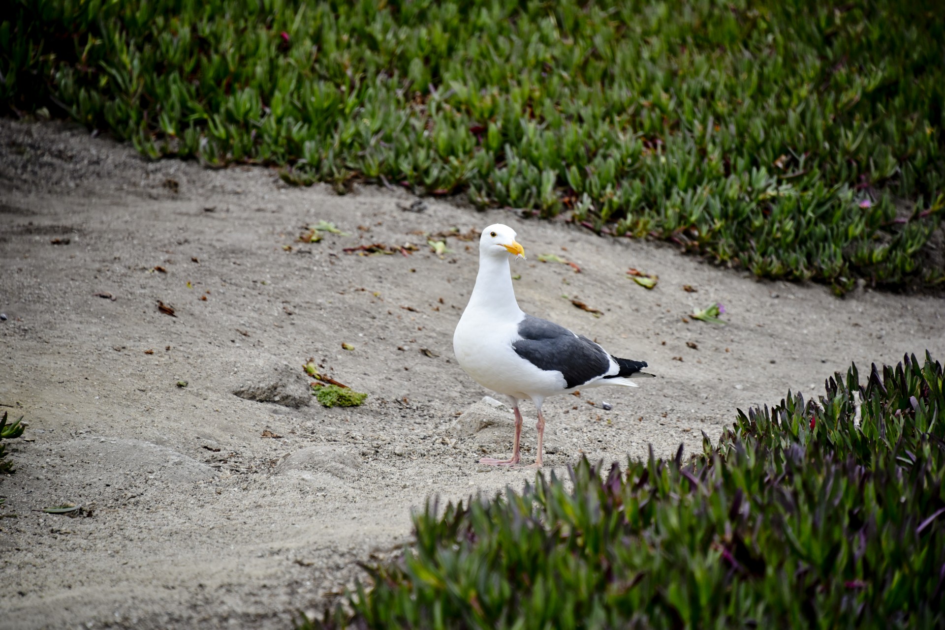 seagull plant sand free photo