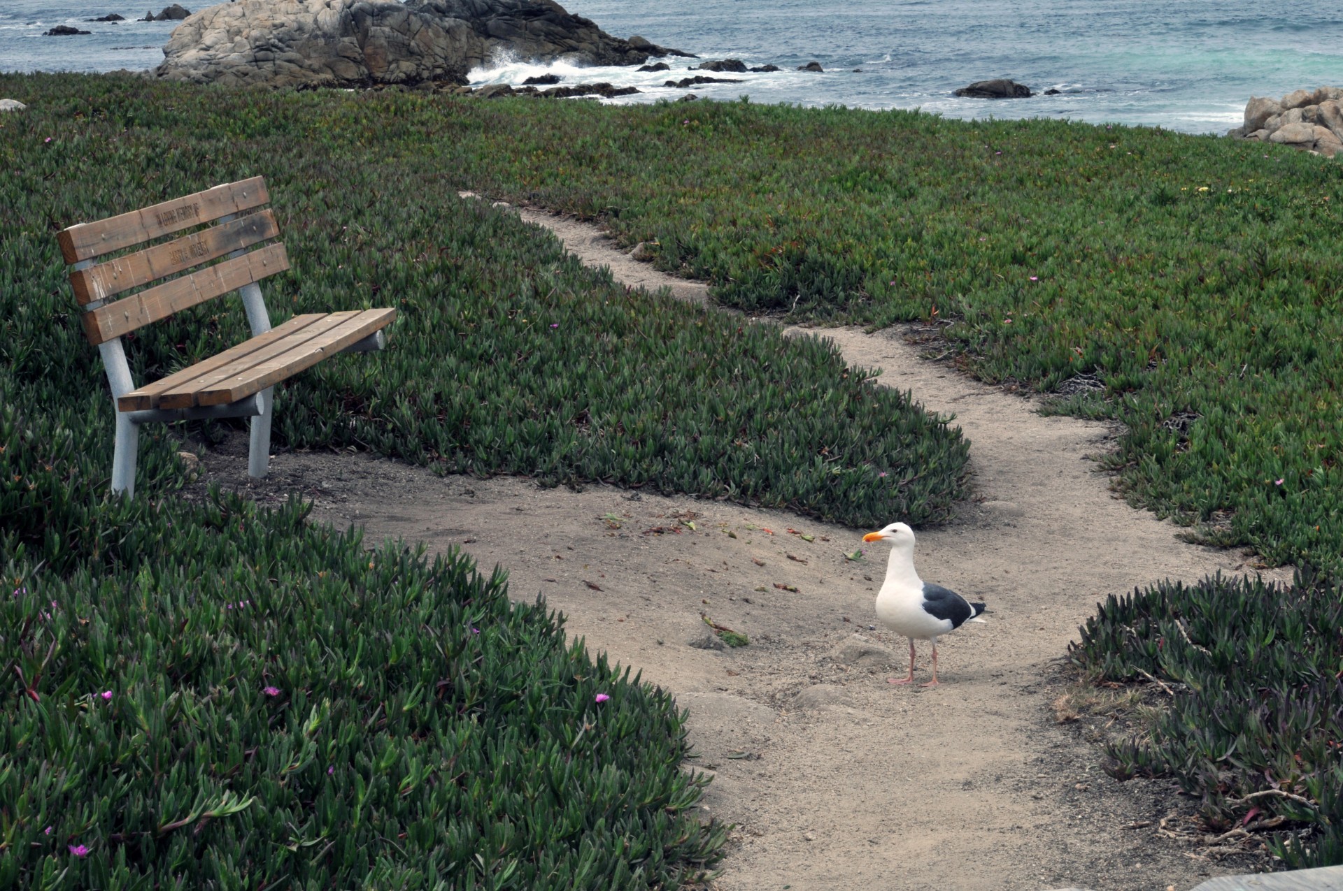 ocean sea beach free photo