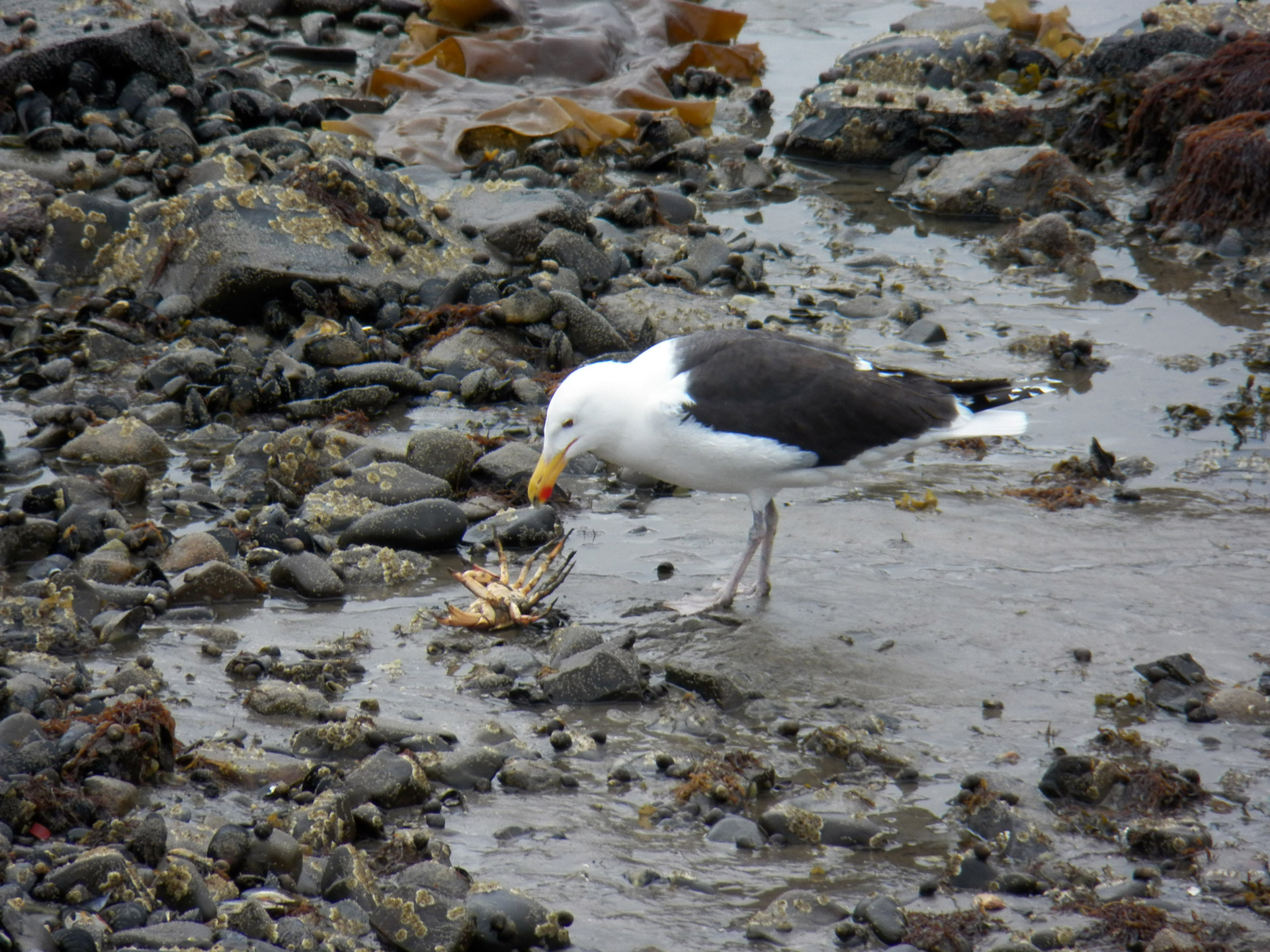 seagull gulls crab free photo