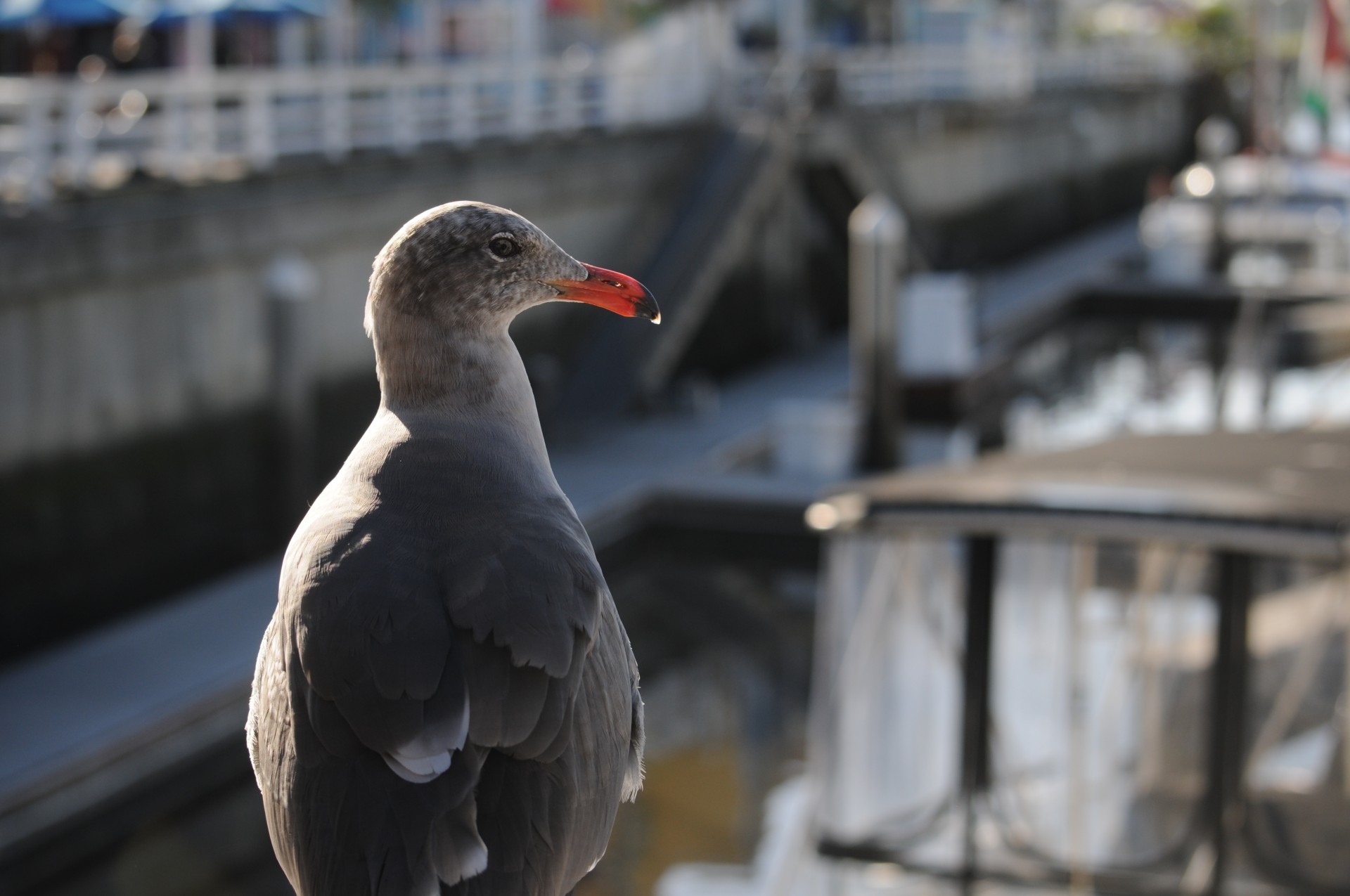 sea gull seagull bird free photo