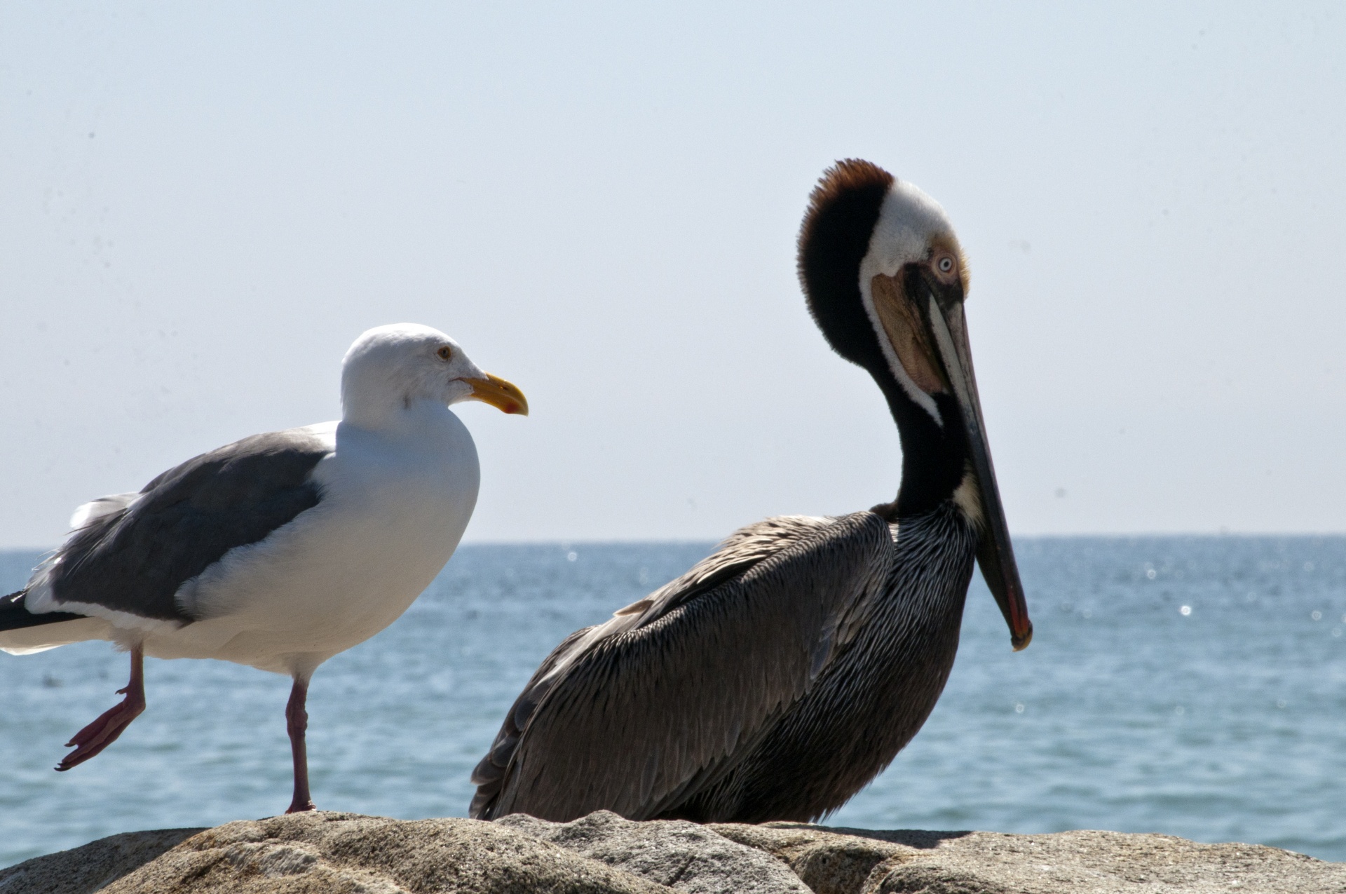 pelican seagull pelicans free photo