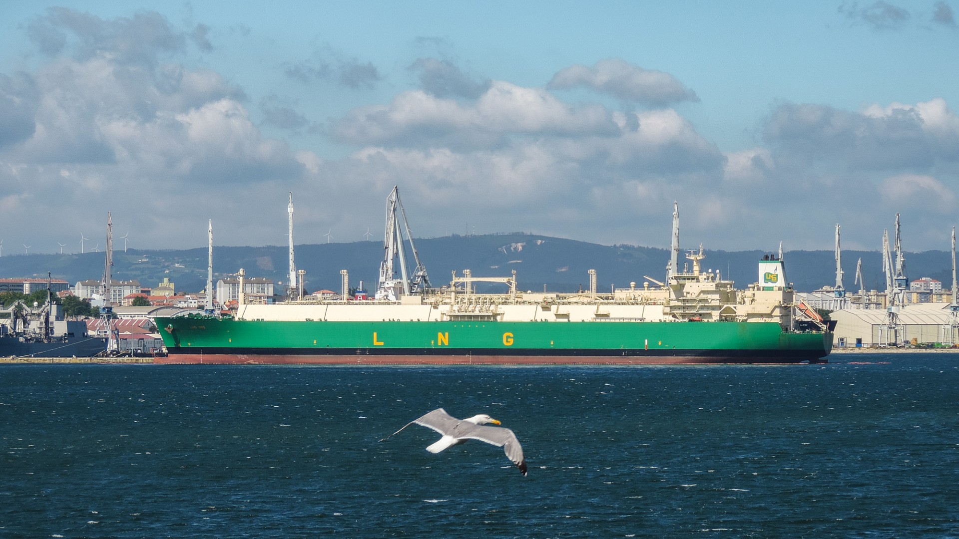 seagull ship sea free photo