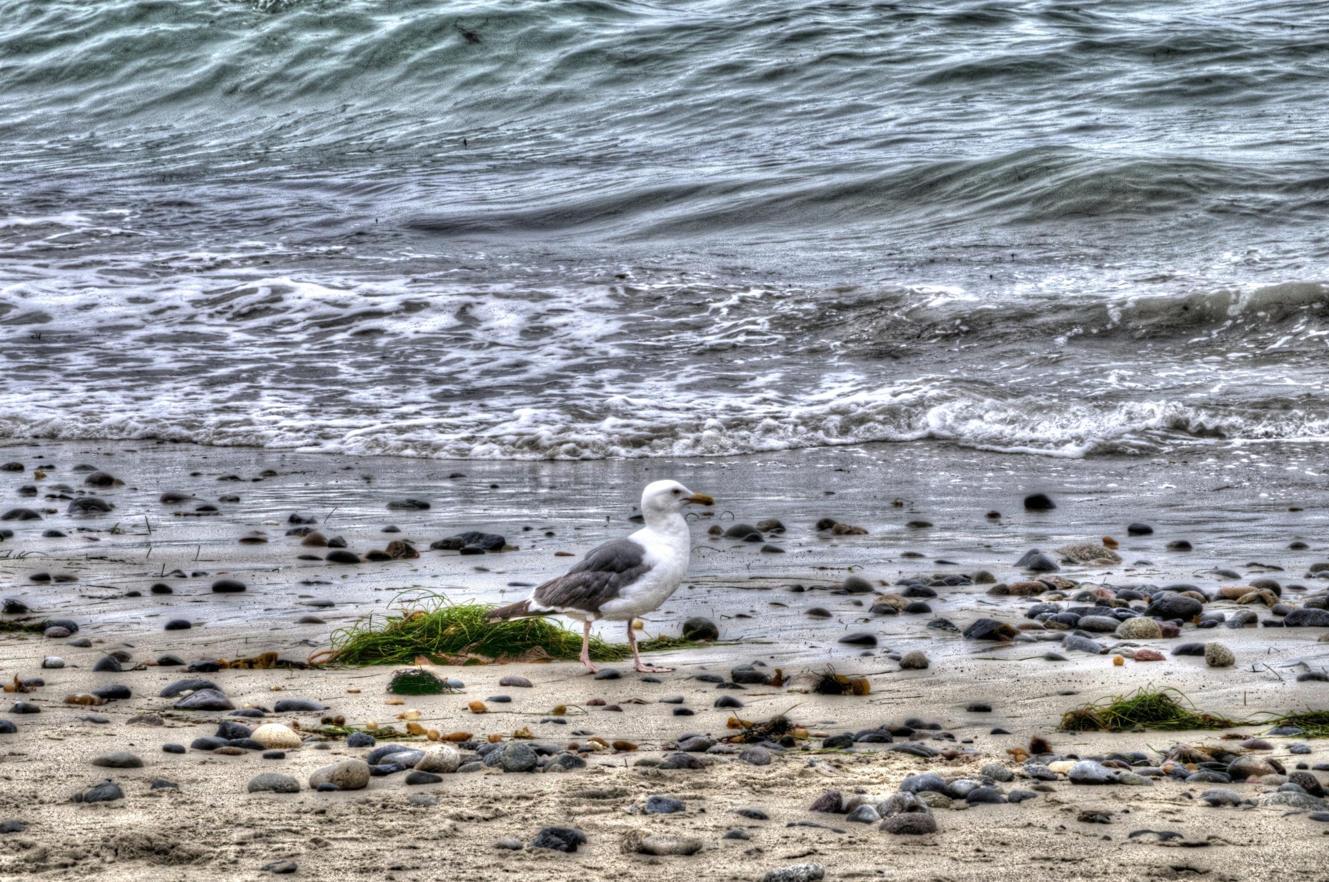 bird birds sea free photo