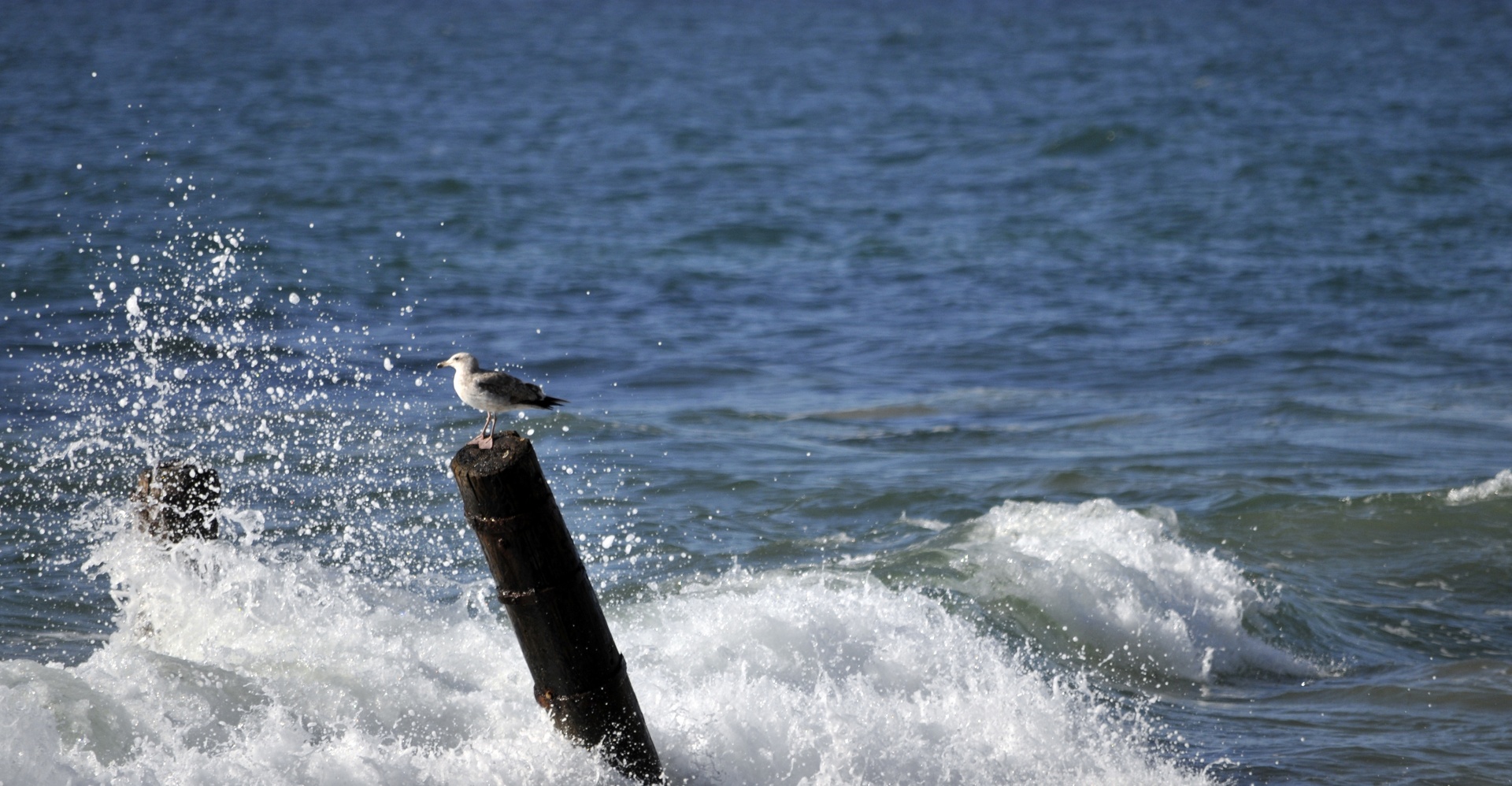 ocean sea beach free photo