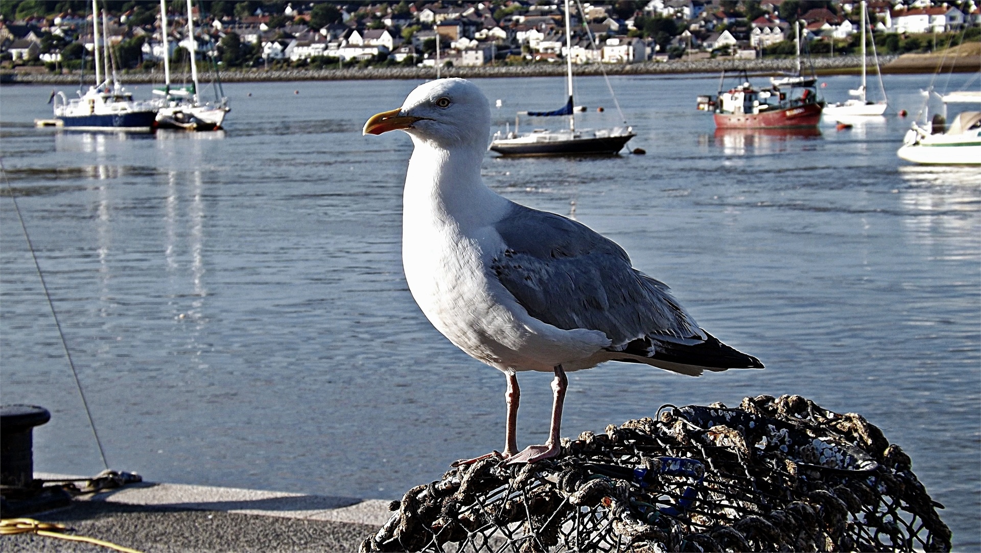 gull seagull conwy free photo