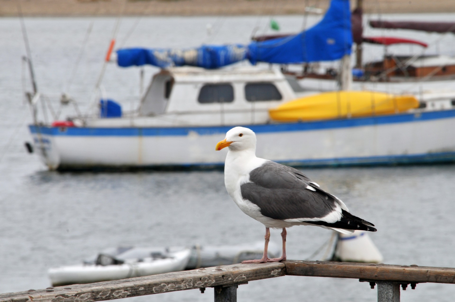 seagull bird birds free photo