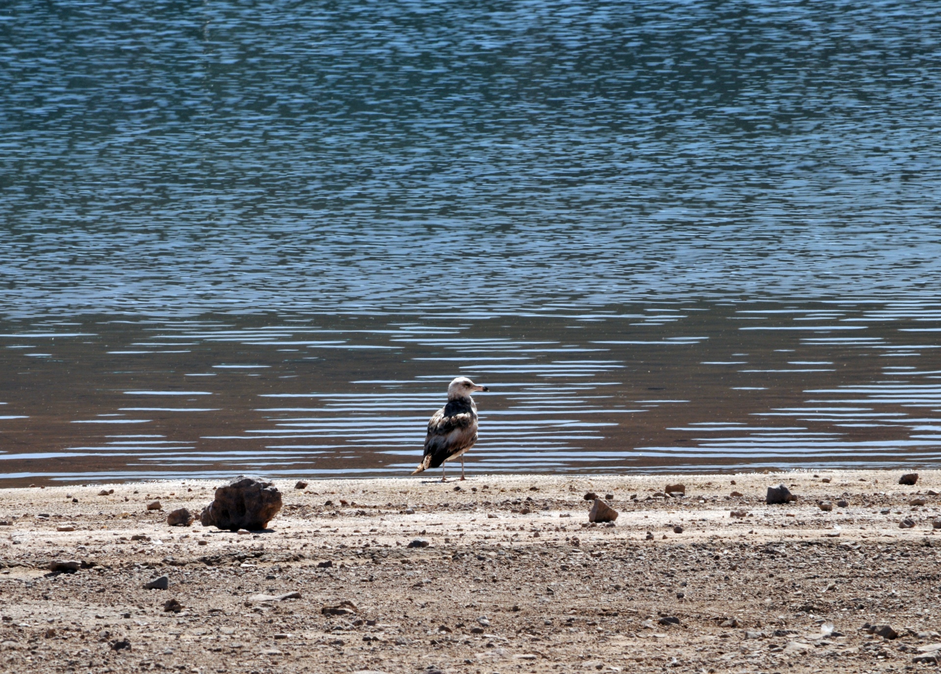 seagull sea gull lake free photo