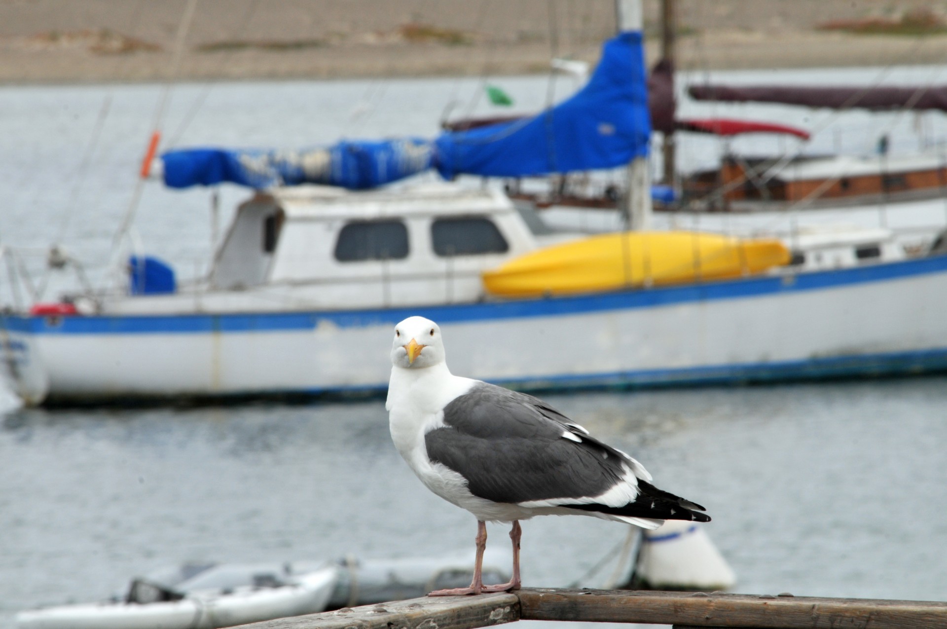 seagull bird birds free photo