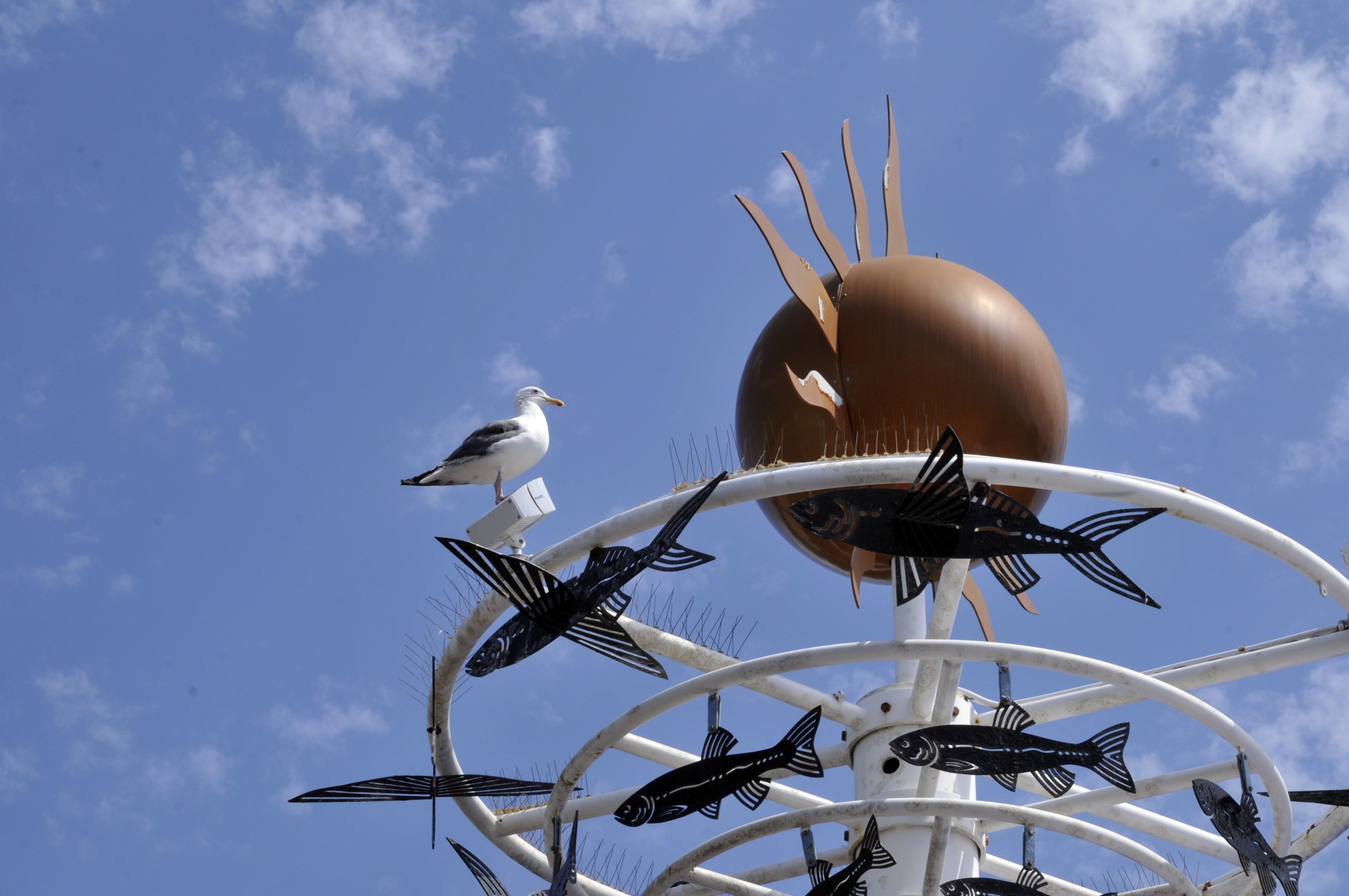 seagull sea gull sculpture free photo