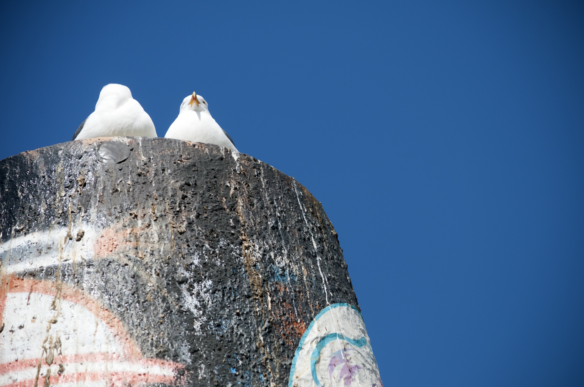 seagull seagulls wildlife free photo