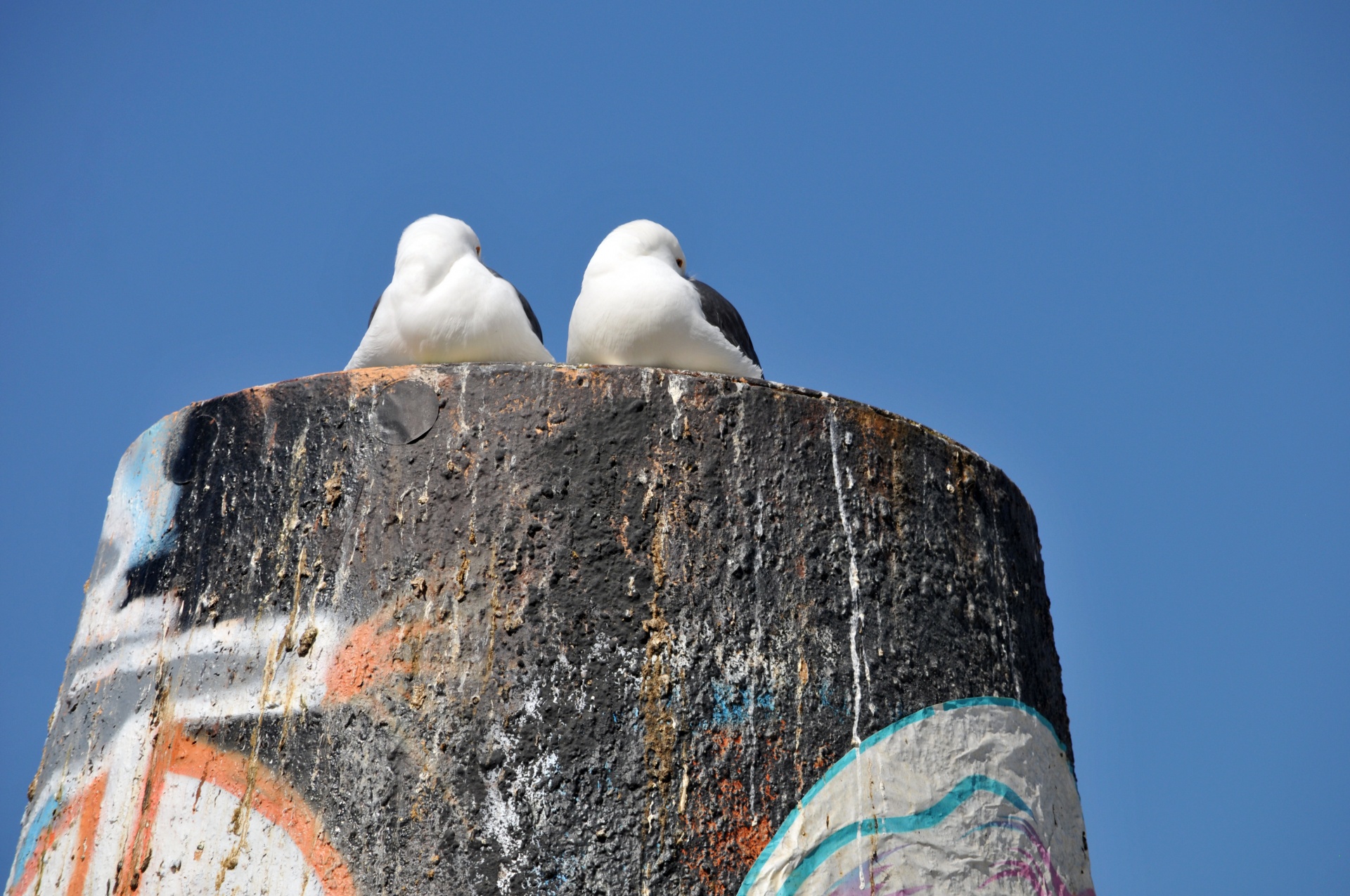 seagull seagulls wildlife free photo