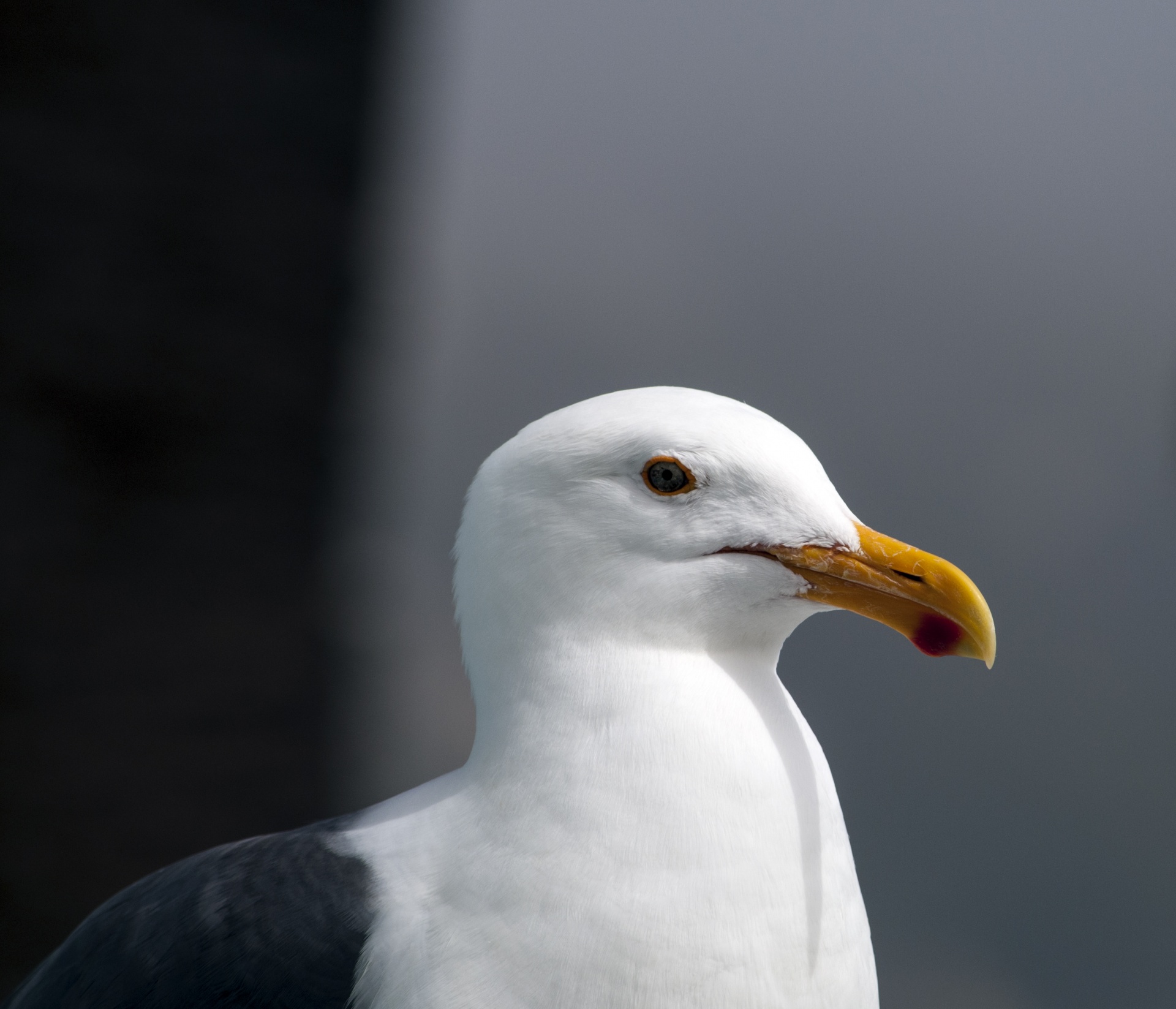 bird birds seagull free photo