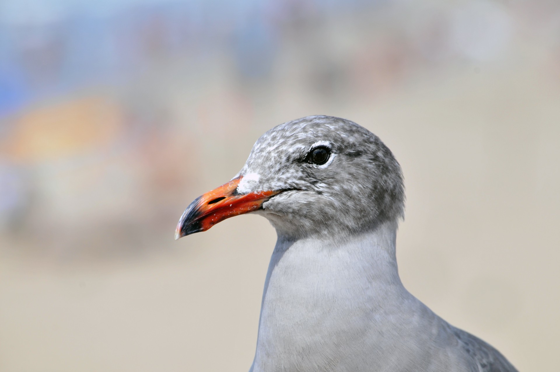 bird birds seagull free photo