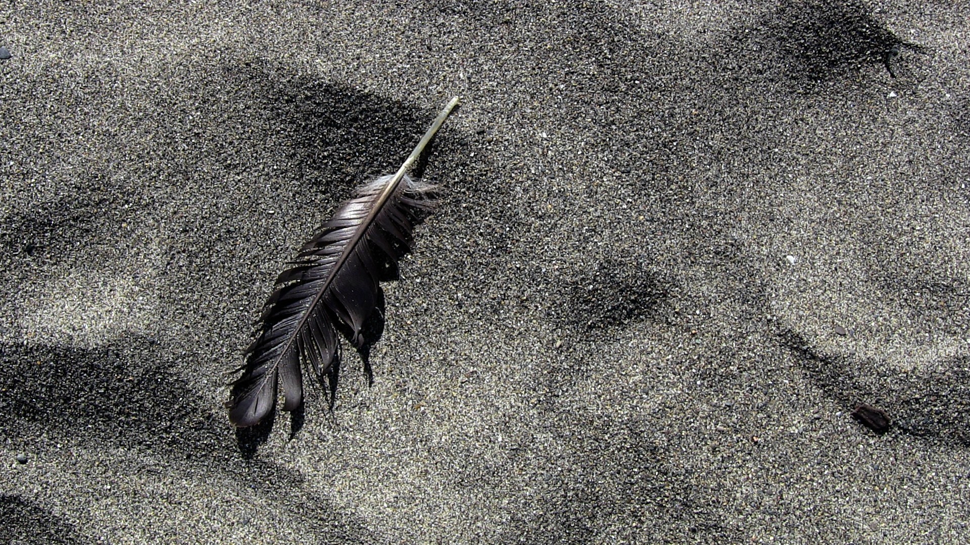 cupped sand feather free photo
