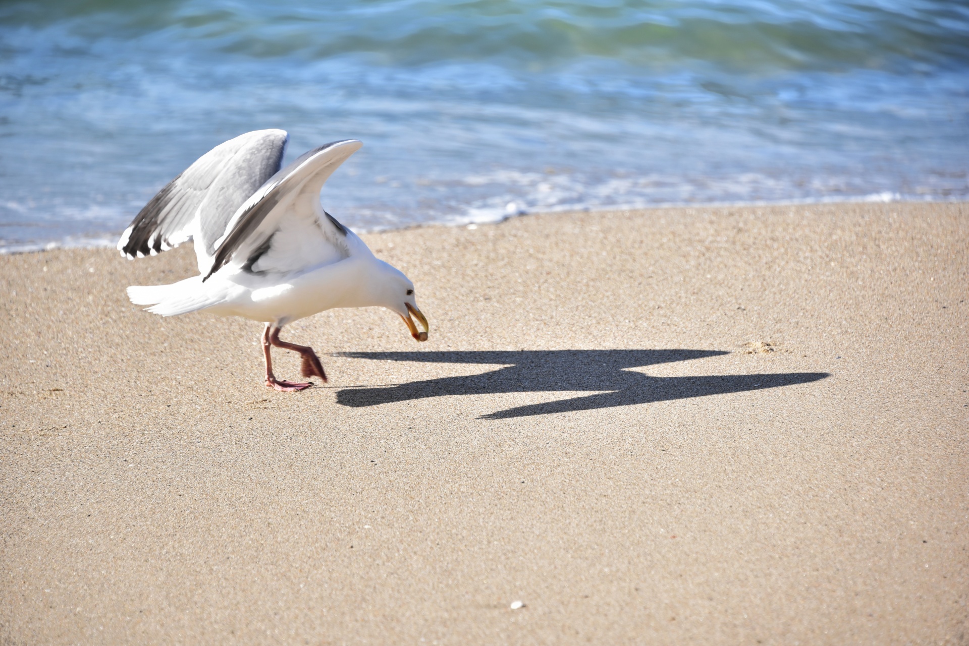 seagull seagull eating beach free photo