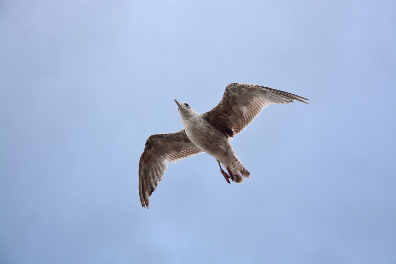 seagull flies sky bird free photo