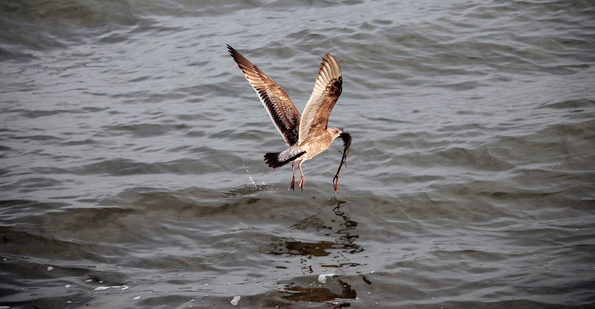 seagull flying ocean free photo