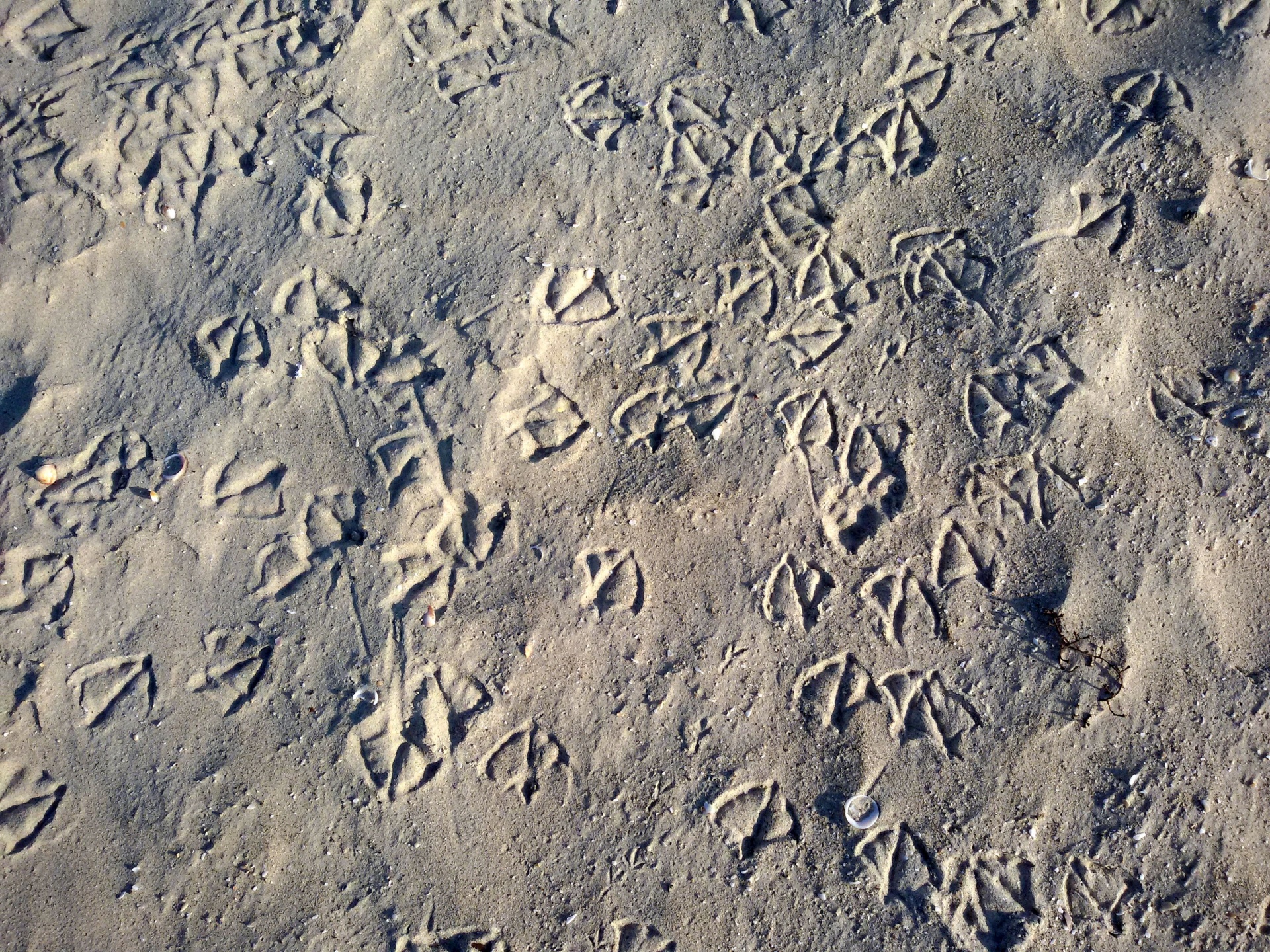seagull footprints nature free photo