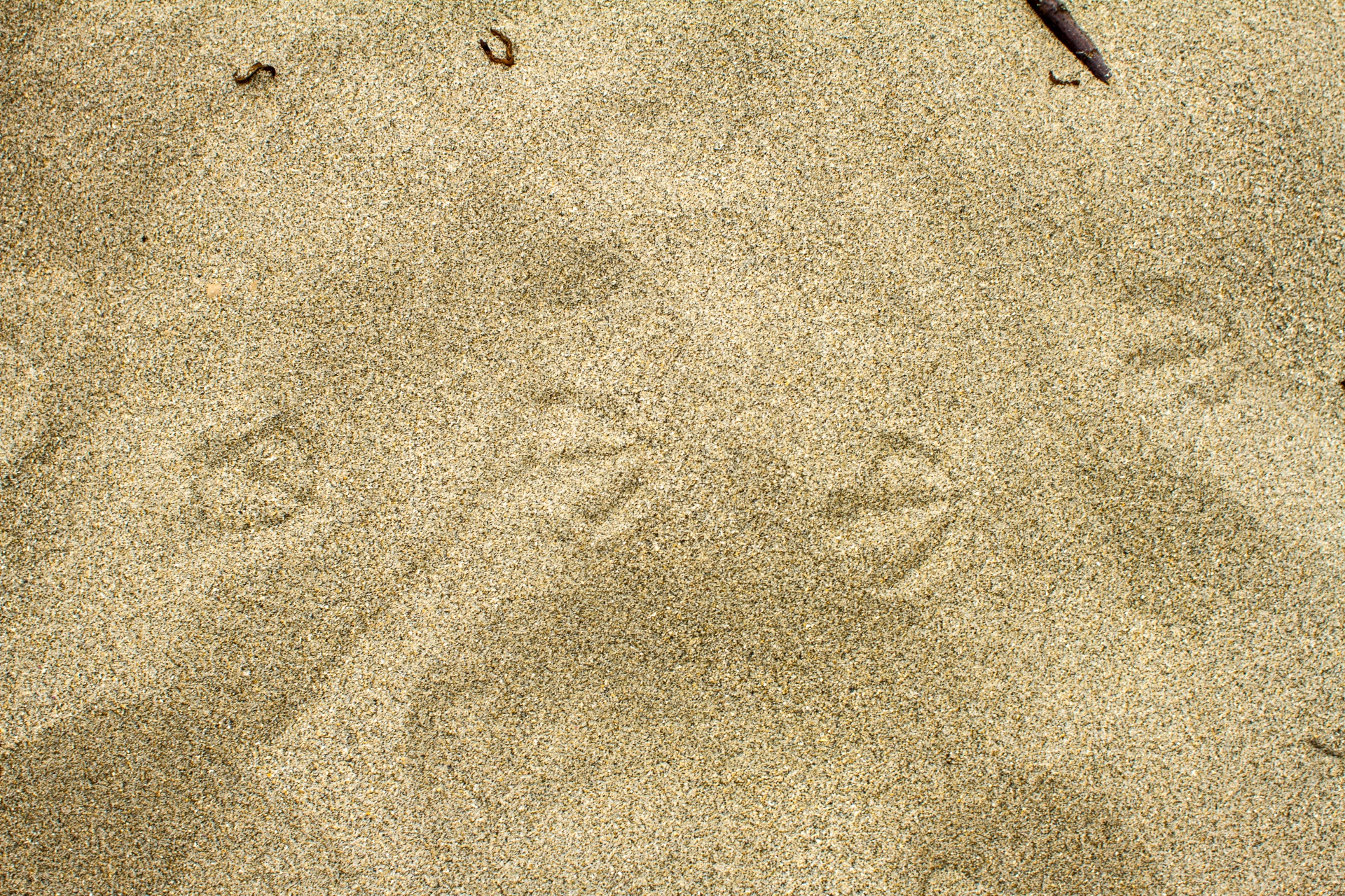 seagull footprints sand free photo